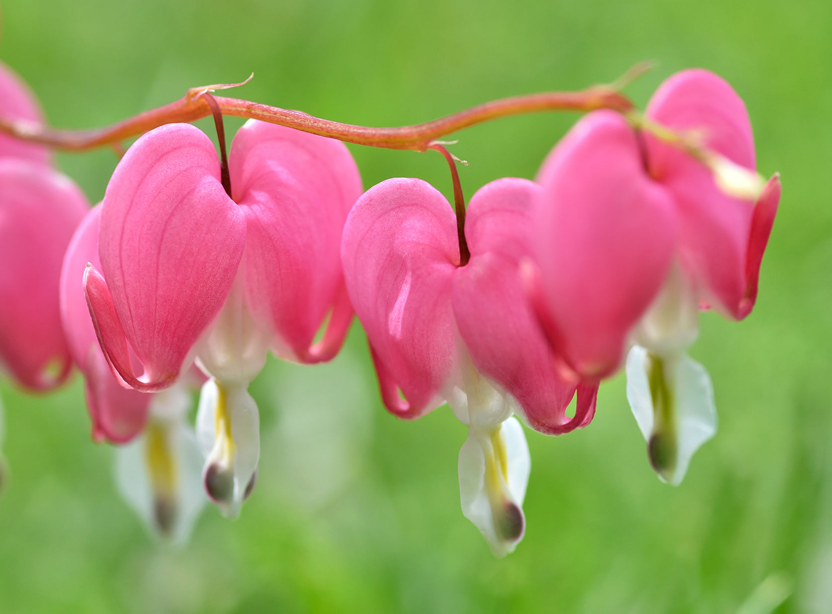 Bleeding hearts